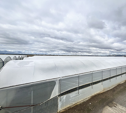 blanqueo-invernaderos
