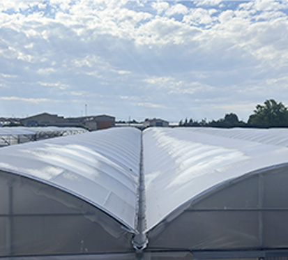 blanqueo-invernaderos